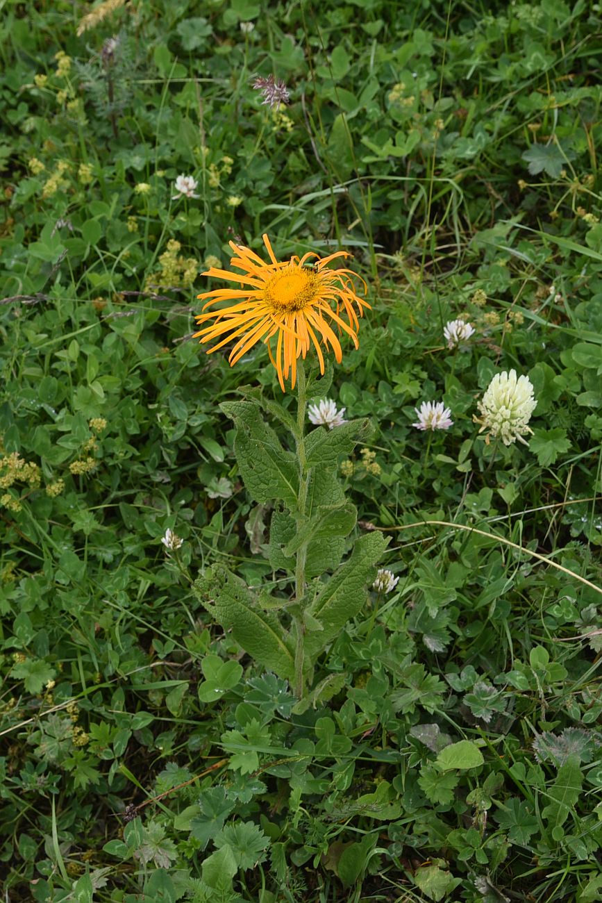 Image of Inula orientalis specimen.