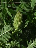 View full-size image genus Pedicularis