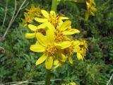 Смотреть изображение Ligularia talassica