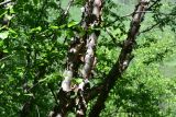 View full-size image Betula raddeana