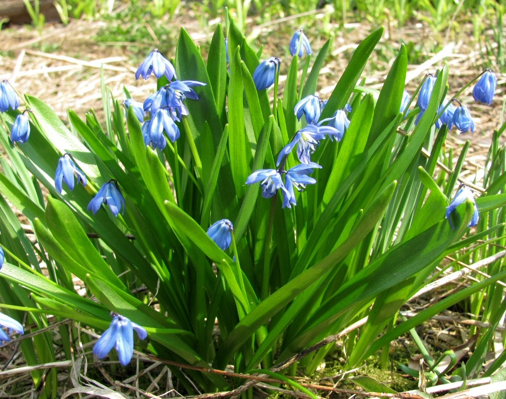 Изображение особи Scilla siberica.