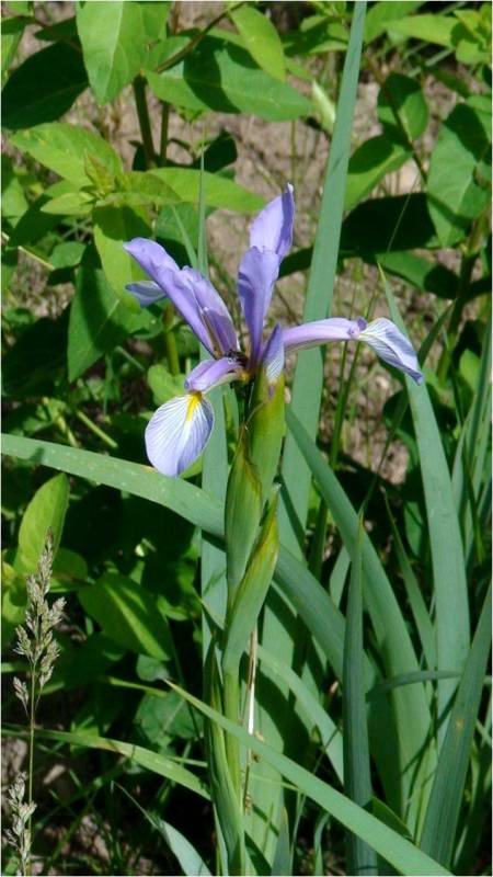 Image of Iris musulmanica specimen.