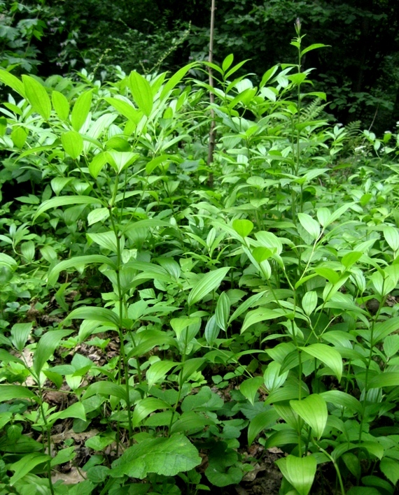 Image of Disporum smilacinum specimen.