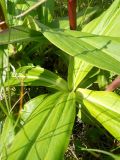 Gentiana macrophylla