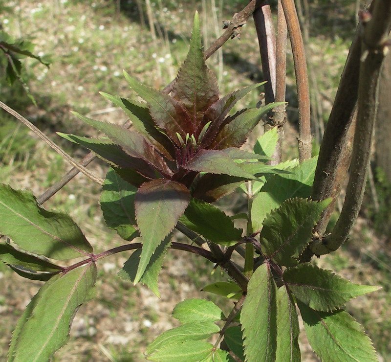 Изображение особи Sambucus racemosa.