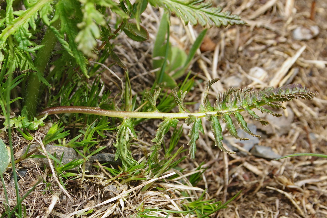 Image of Pedicularis condensata specimen.