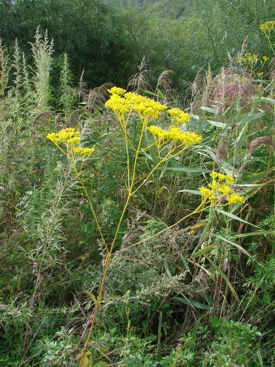 Image of Patrinia scabiosifolia specimen.