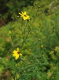 Coreopsis tripteris