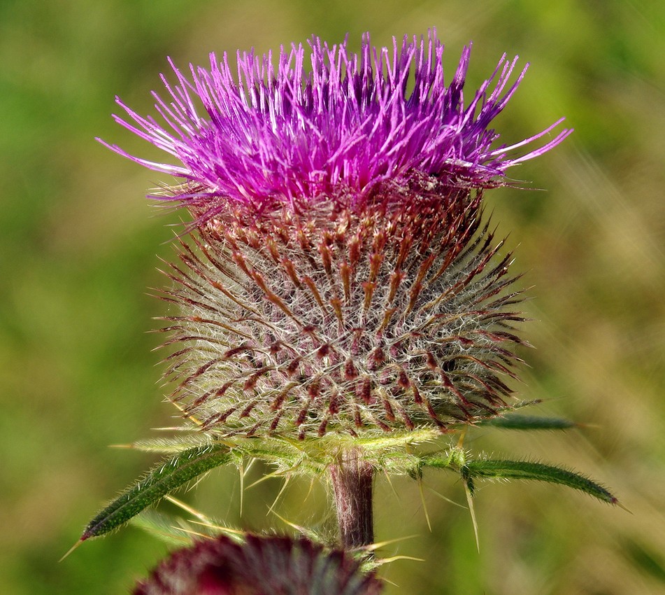 Изображение особи Cirsium polonicum.