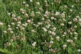 Trifolium repens