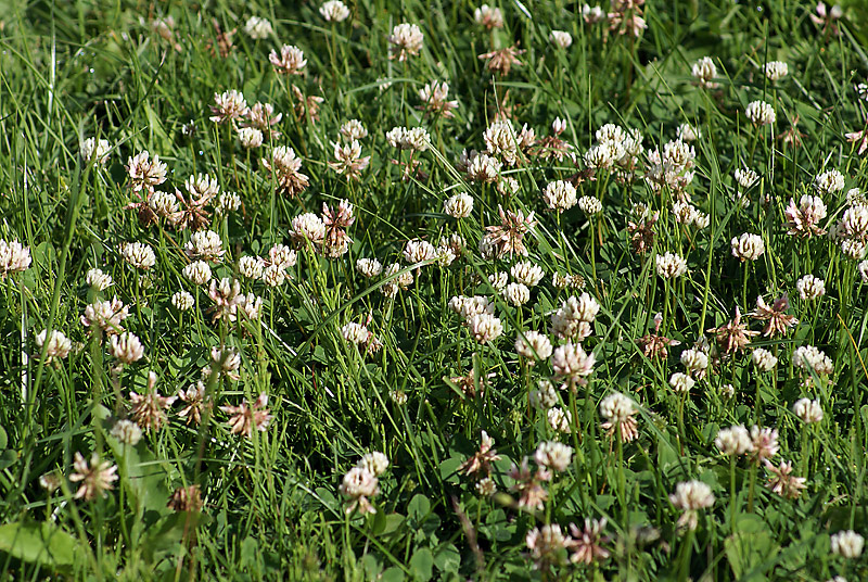 Image of Trifolium repens specimen.