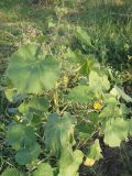 Abutilon theophrasti