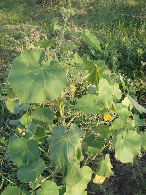 Image of Abutilon theophrasti specimen.