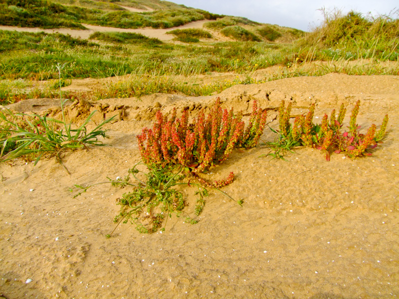 Image of Rumex bucephalophorus specimen.