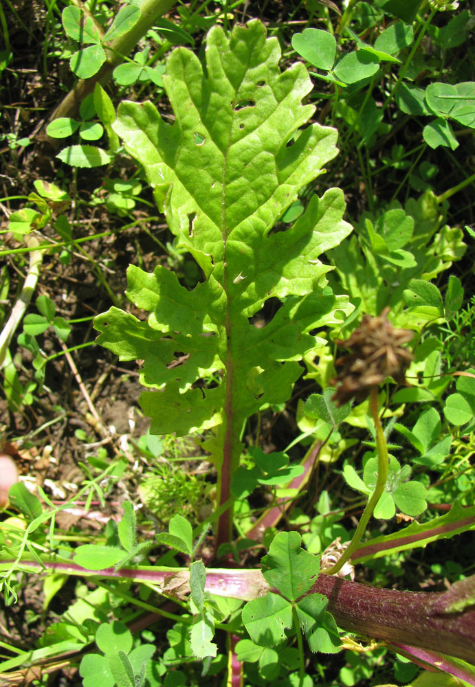 Image of Senecio jacobaea specimen.