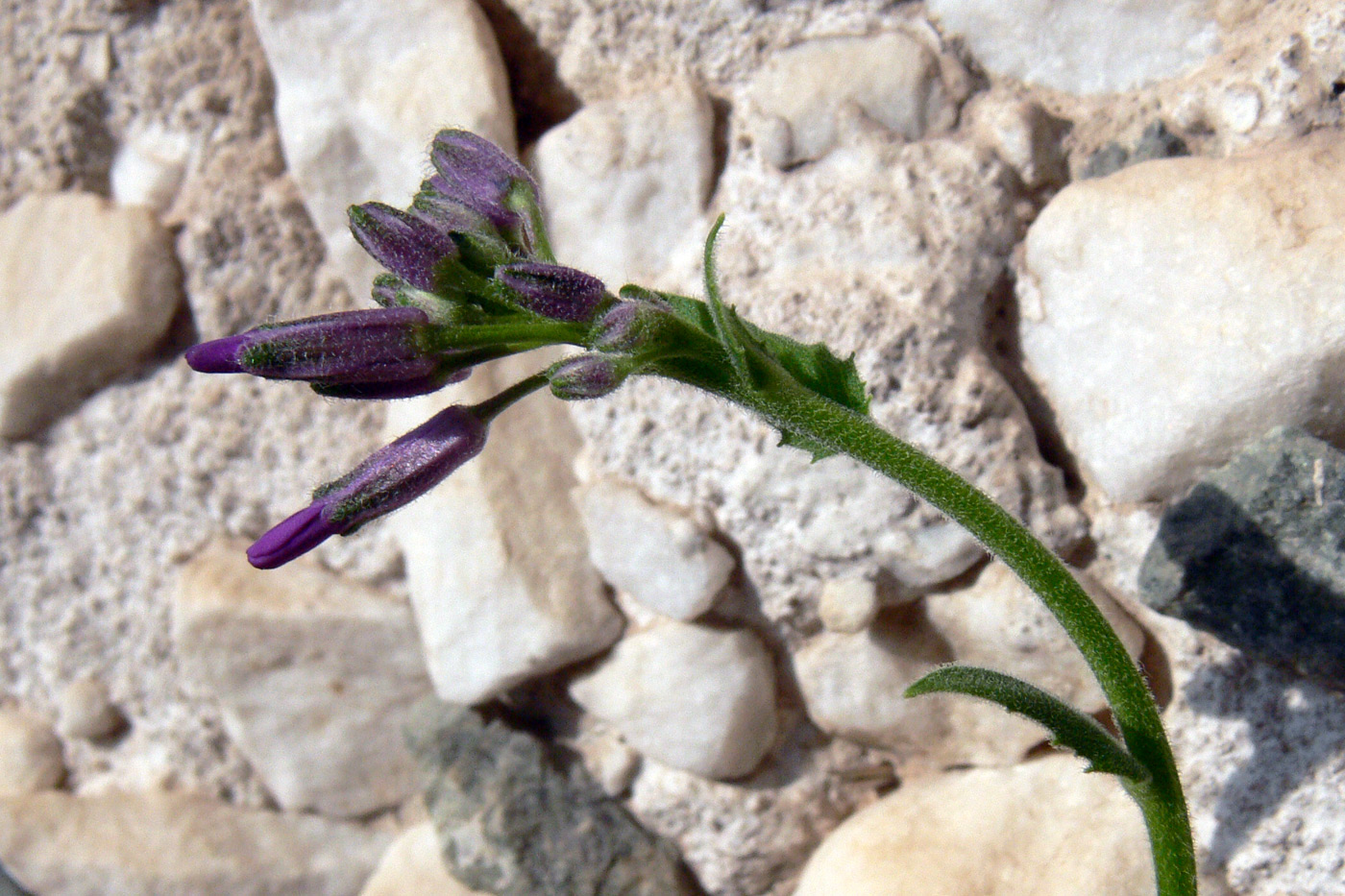 Изображение особи Hesperis matronalis.