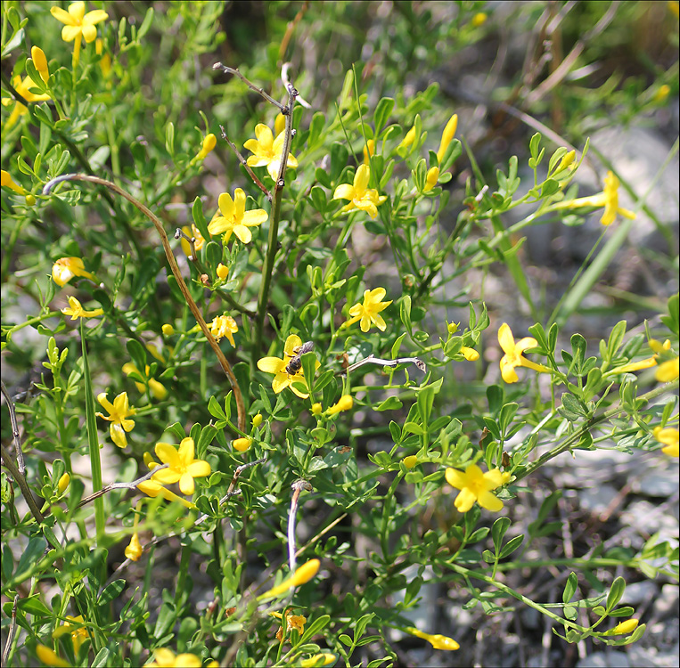 Изображение особи Jasminum fruticans.