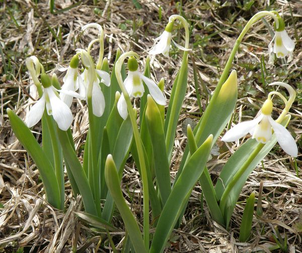 Изображение особи Galanthus graecus.