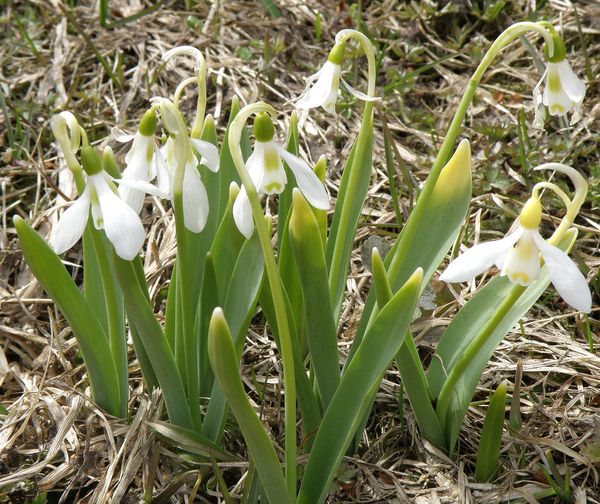 Image of Galanthus graecus specimen.