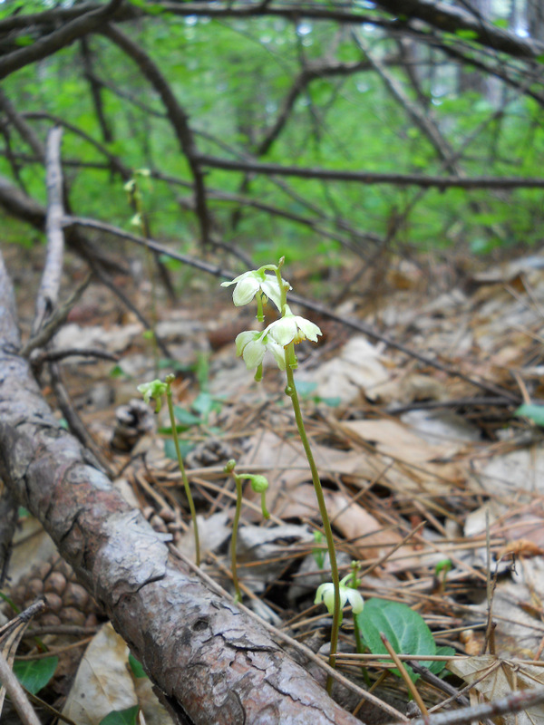 Image of Pyrola chlorantha specimen.