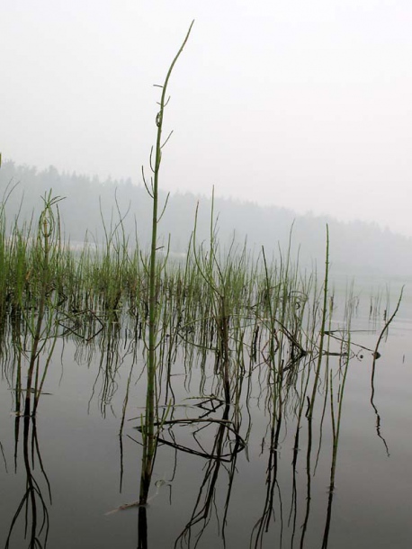 Image of Equisetum fluviatile specimen.