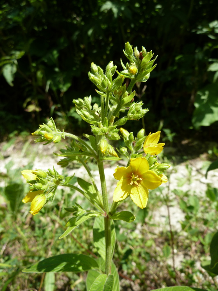 Изображение особи Lysimachia verticillaris.