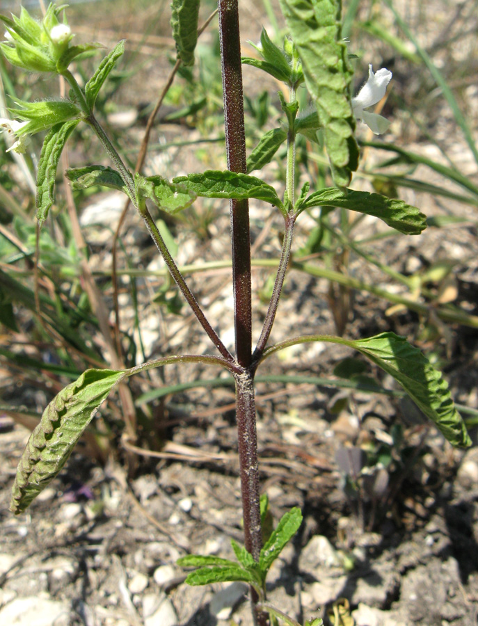 Image of Stachys annua specimen.