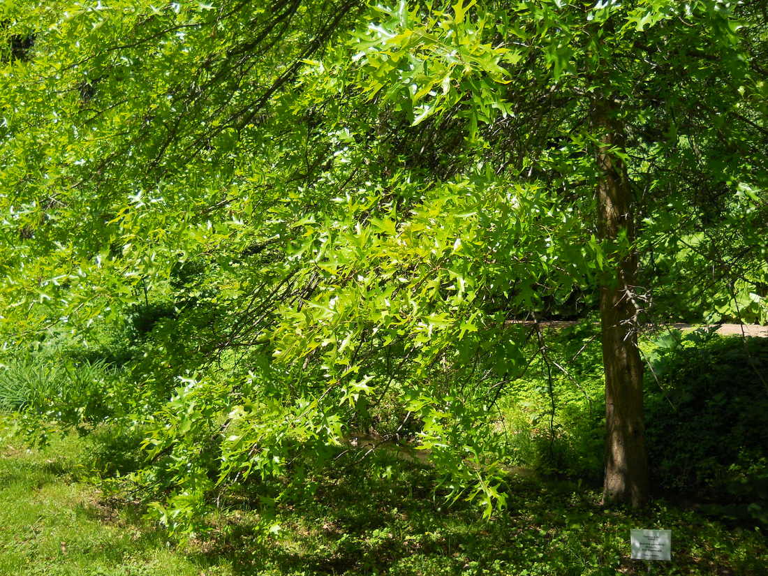 Изображение особи Quercus palustris.