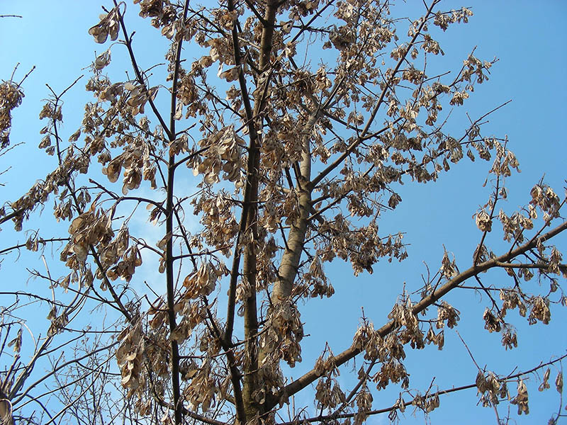 Image of Acer negundo specimen.