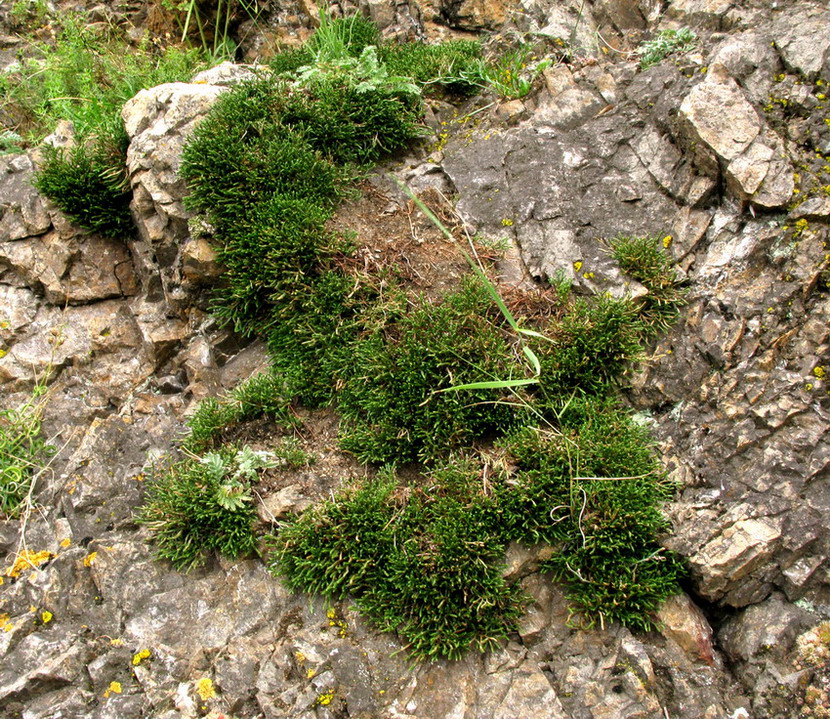 Image of Selaginella sanguinolenta specimen.