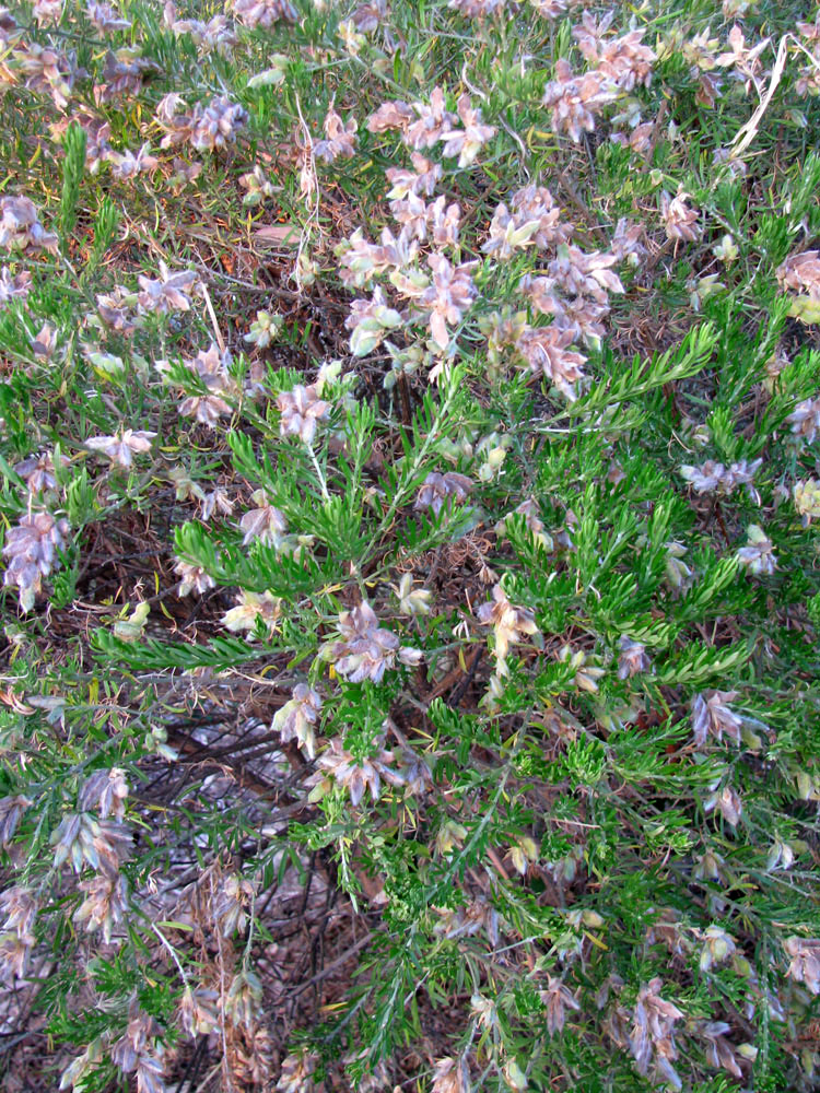 Image of genus Genista specimen.