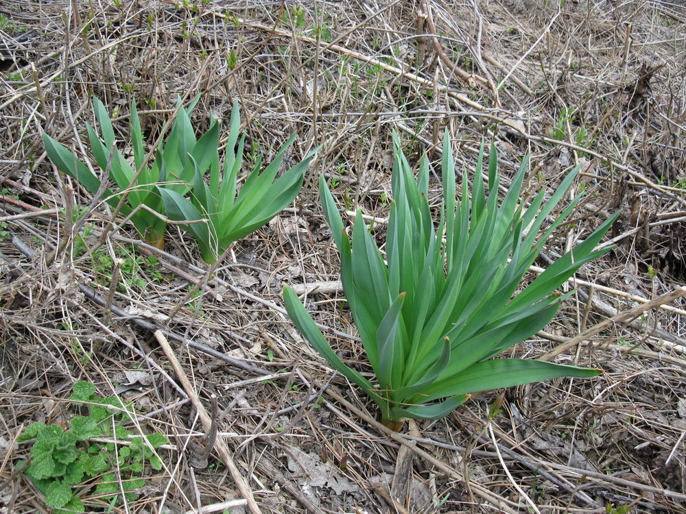 Image of Eremurus spectabilis specimen.