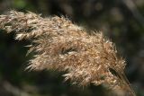 Phragmites australis. Соплодие. Московская обл., Раменский р-н, окр. дер. Хрипань, садовый участок. 02.05.2012.