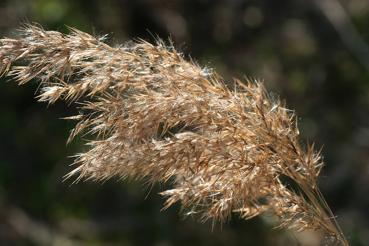 Изображение особи Phragmites australis.