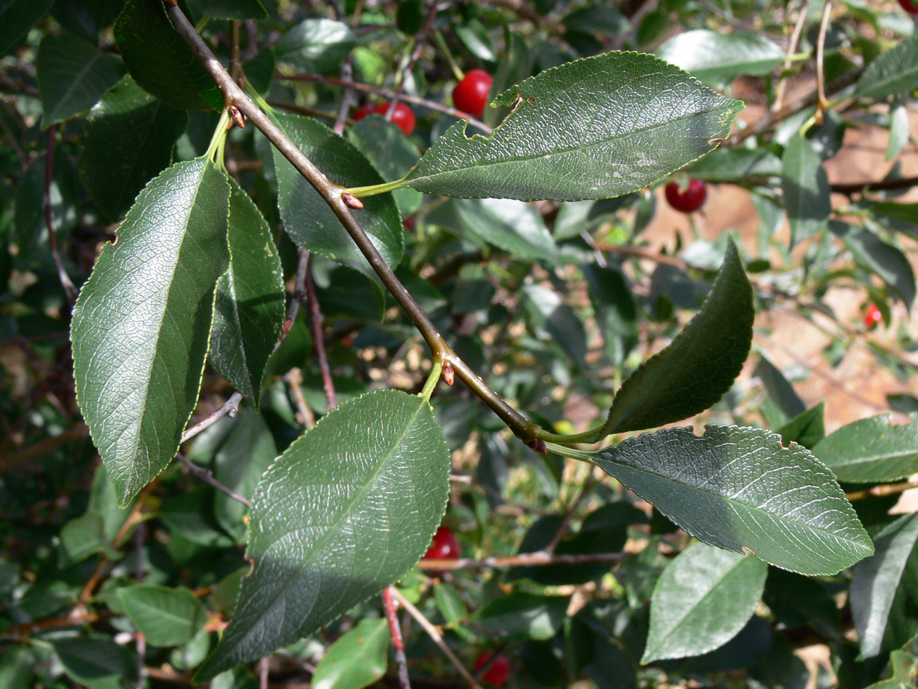 Image of Cerasus vulgaris specimen.