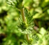 Euphrasia maximowiczii