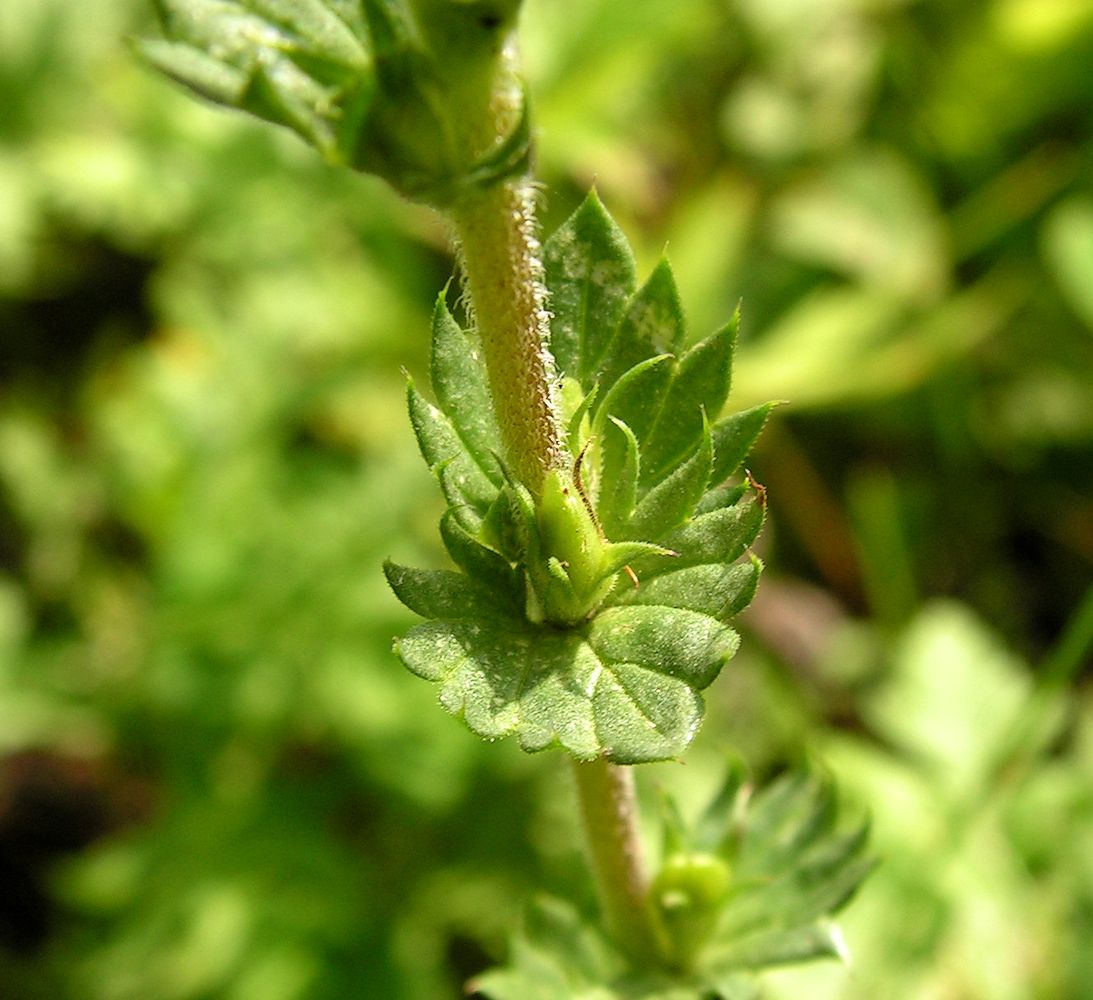 Изображение особи Euphrasia maximowiczii.