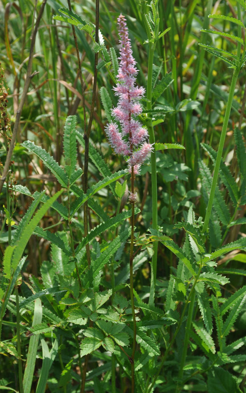 Image of Astilbe chinensis specimen.