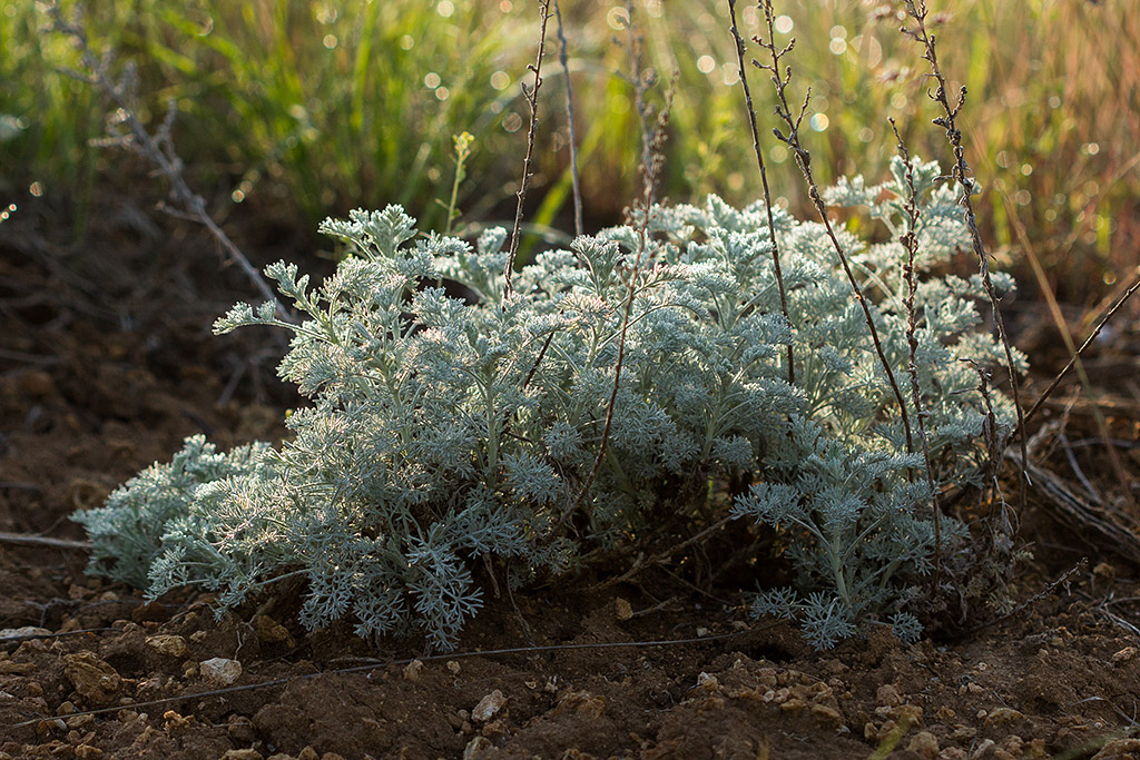 Изображение особи Artemisia monogyna.
