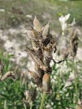 Astragalus albicaulis