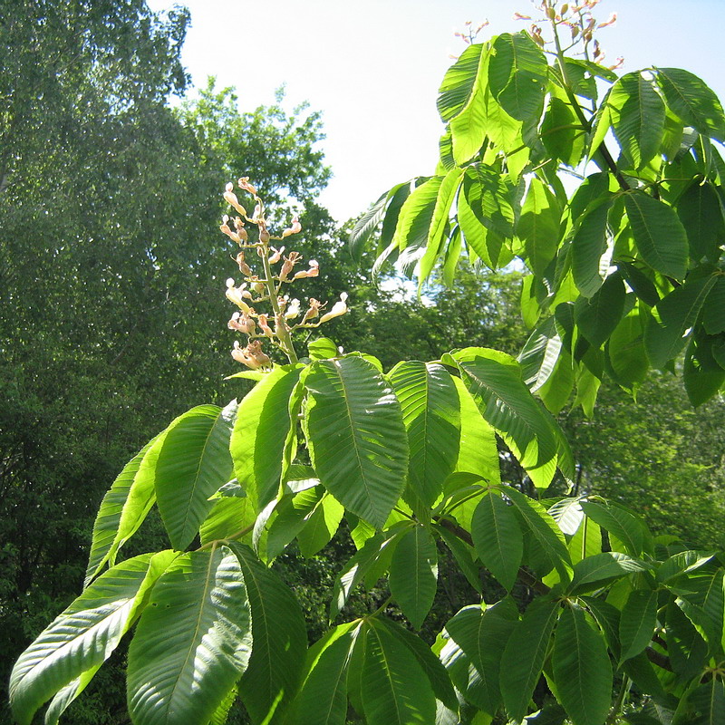 Image of genus Aesculus specimen.