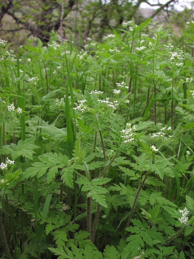 Изображение особи Physocaulis nodosus.