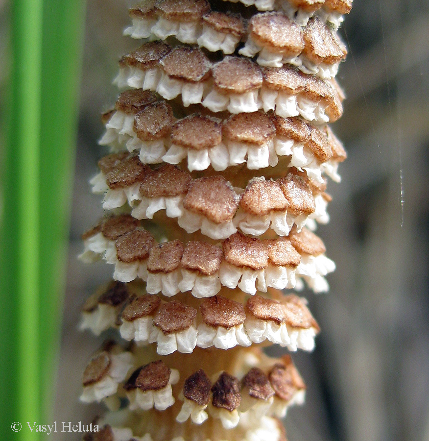 Изображение особи Equisetum arvense.