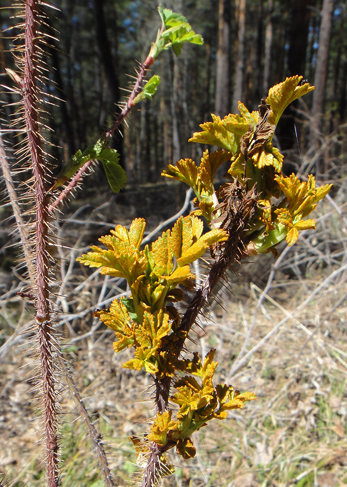 Image of Rosa acicularis specimen.