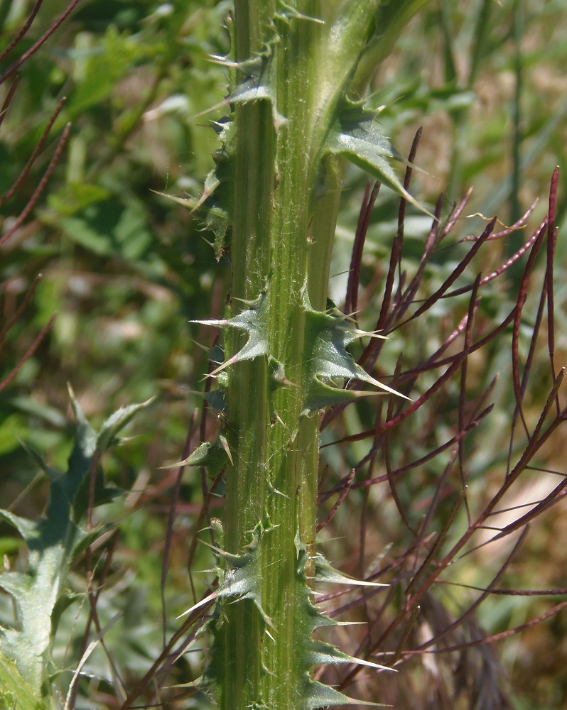 Image of Carduus thoermeri specimen.