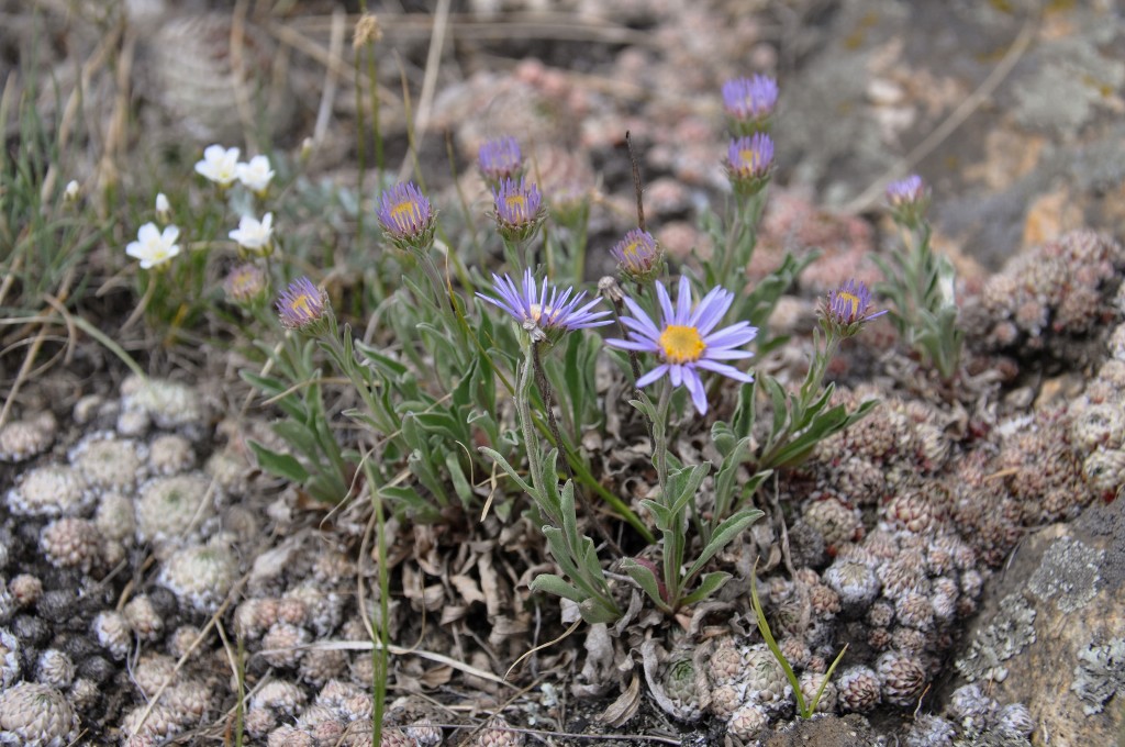 Image of Aster serpentimontanus specimen.