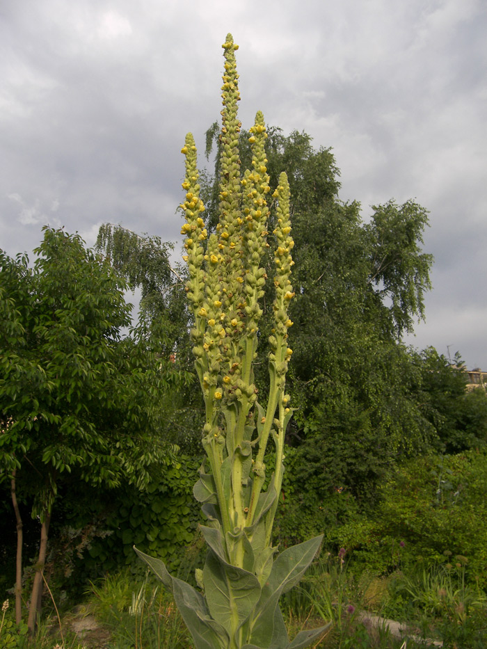 Изображение особи Verbascum thapsus.