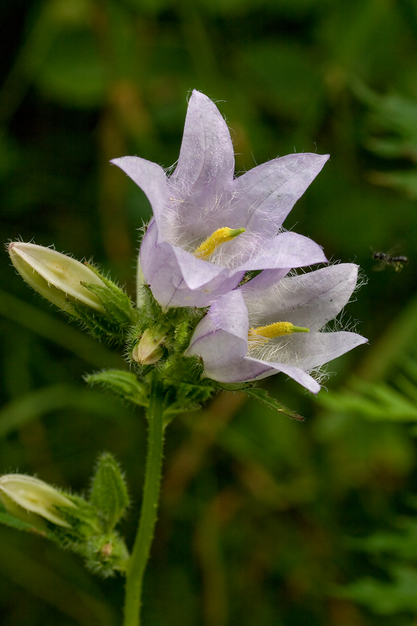 Image of Campanula trachelium specimen.