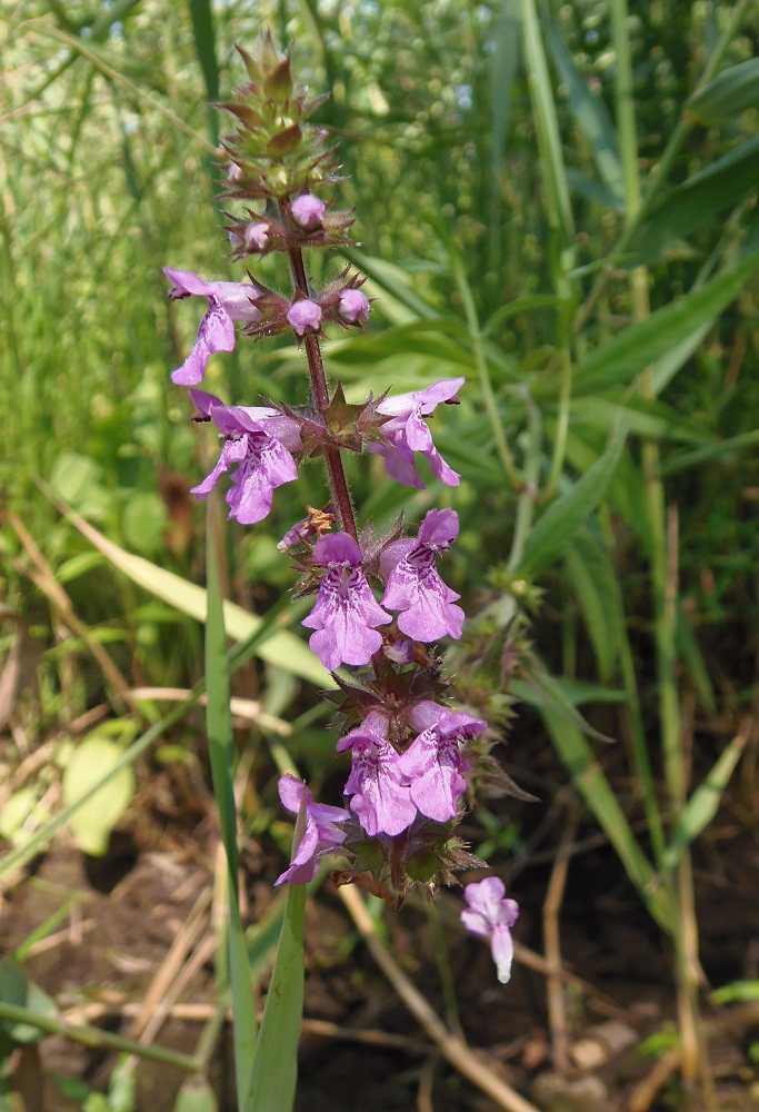 Image of Stachys palustris specimen.