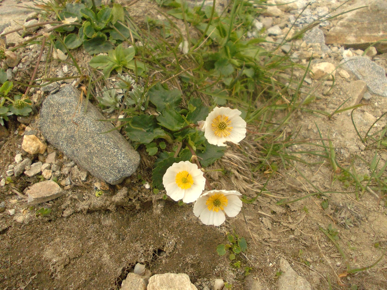 Image of Ranunculus crenatus specimen.